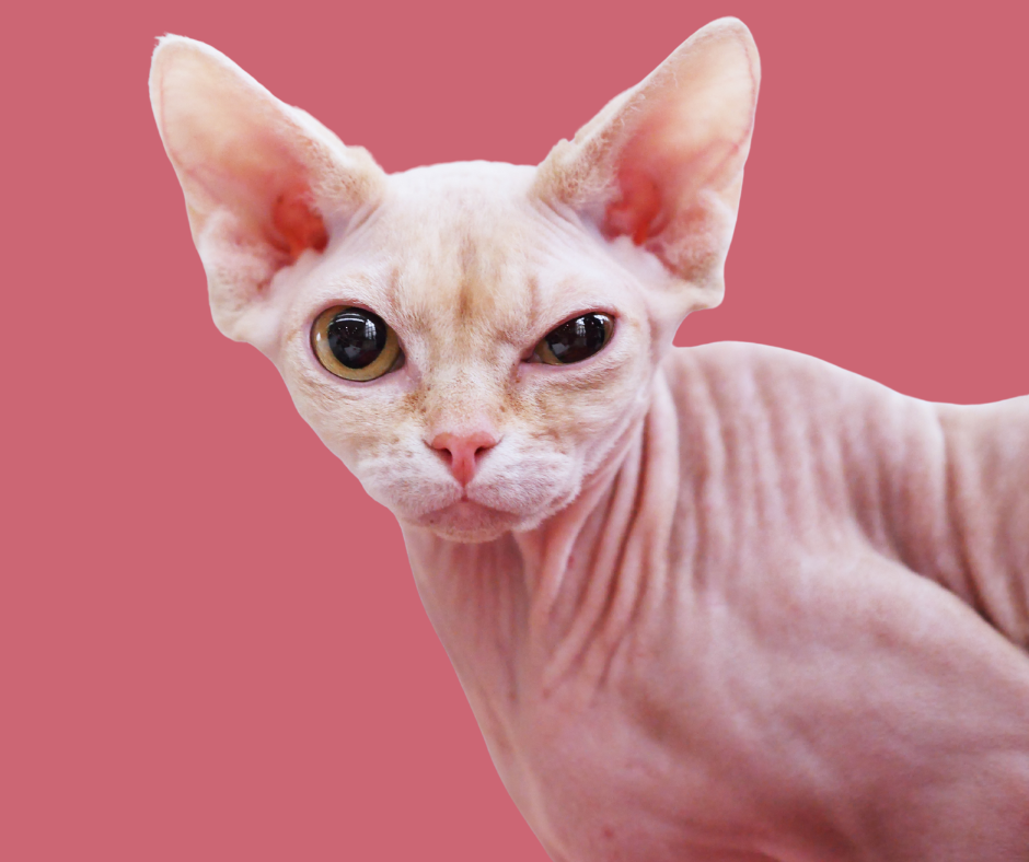 Bild einer Nacktkatze, die in die Kamera guckt.