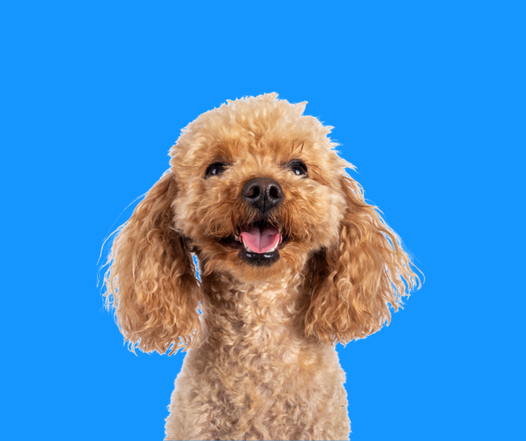 Portrait eines Pudels