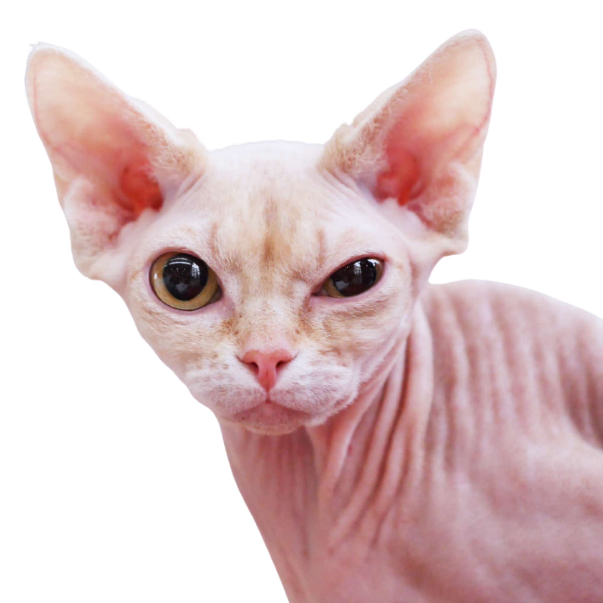 katze