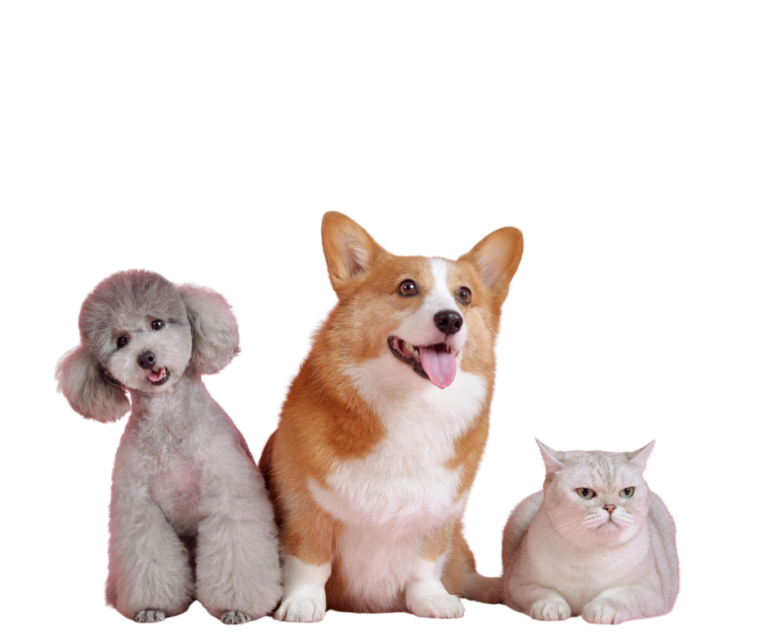 Zwei Hunde nebeneinander, rechts daneben liegt eine Katze