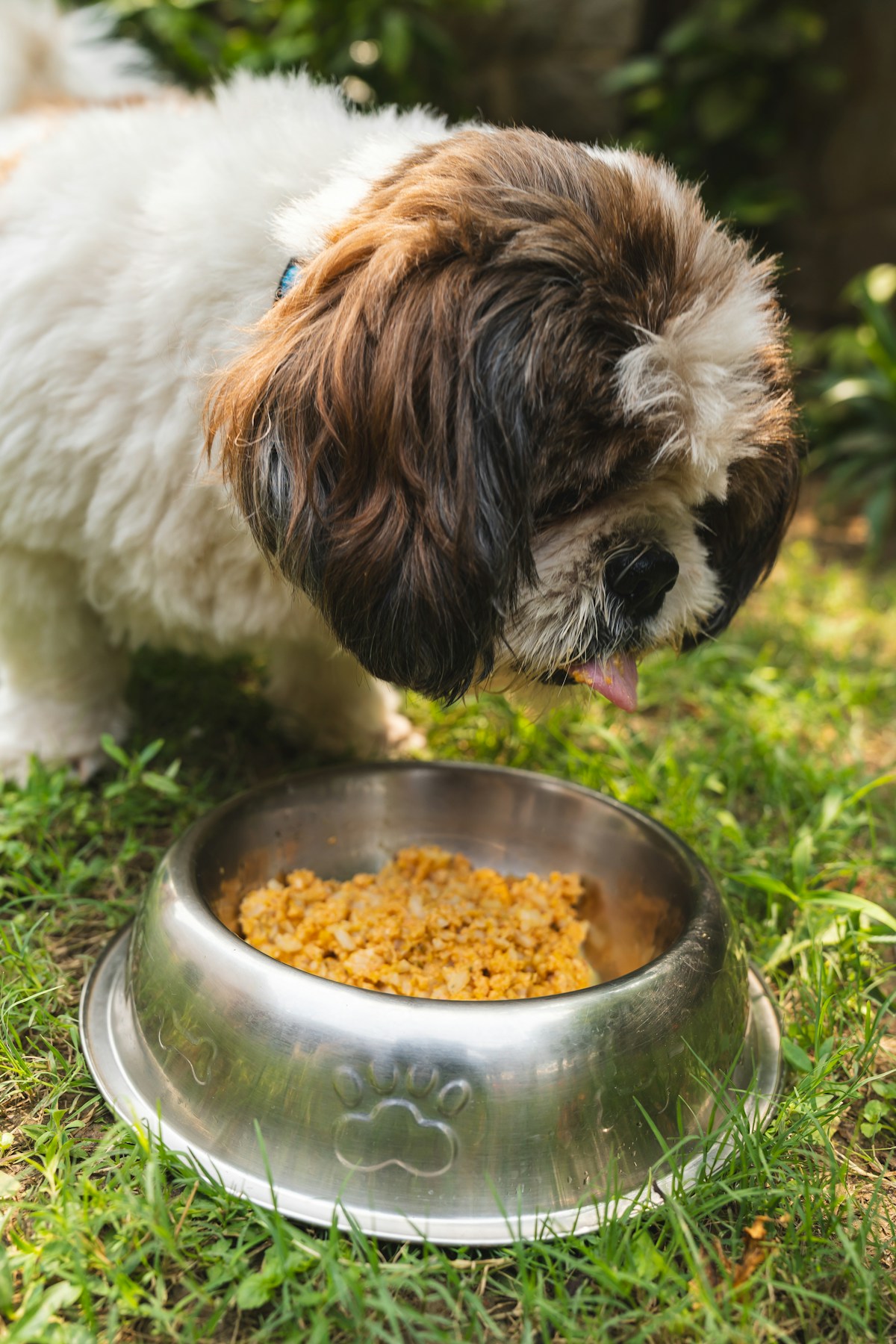 Hund bei seinem Futternapf im Grünen
