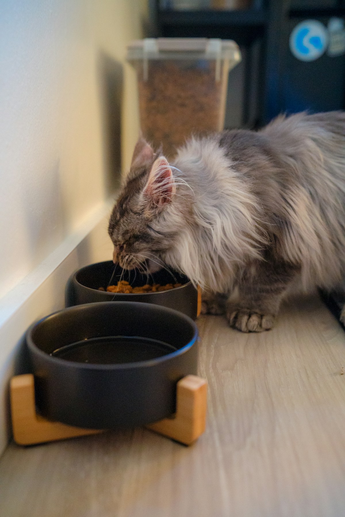 Katze an ihrem Futternapf