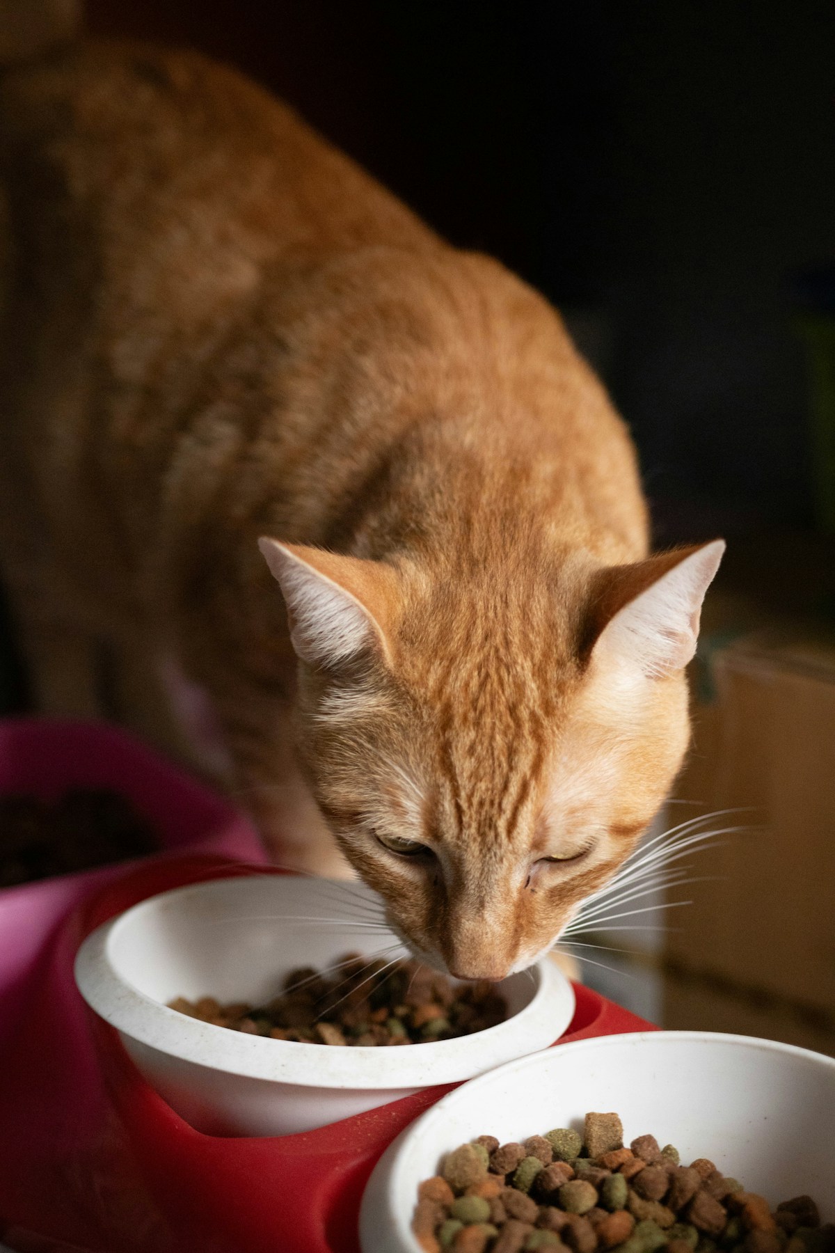 Rote Katze beim Fressen