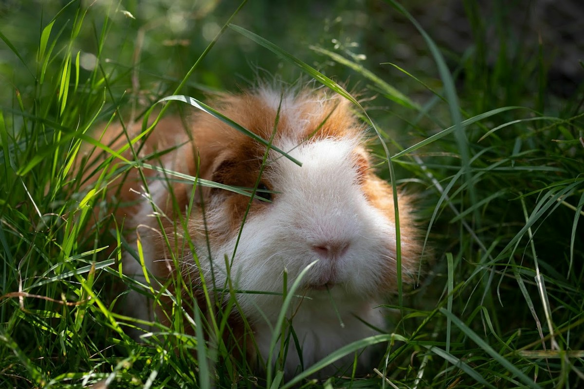 Meerschweinchen im frischen Gras
