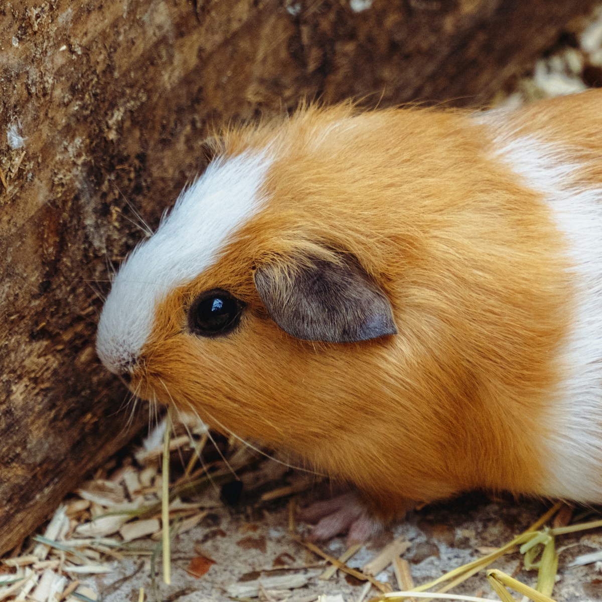 Meerschweinchen mit goldbraunem und weißem Fell