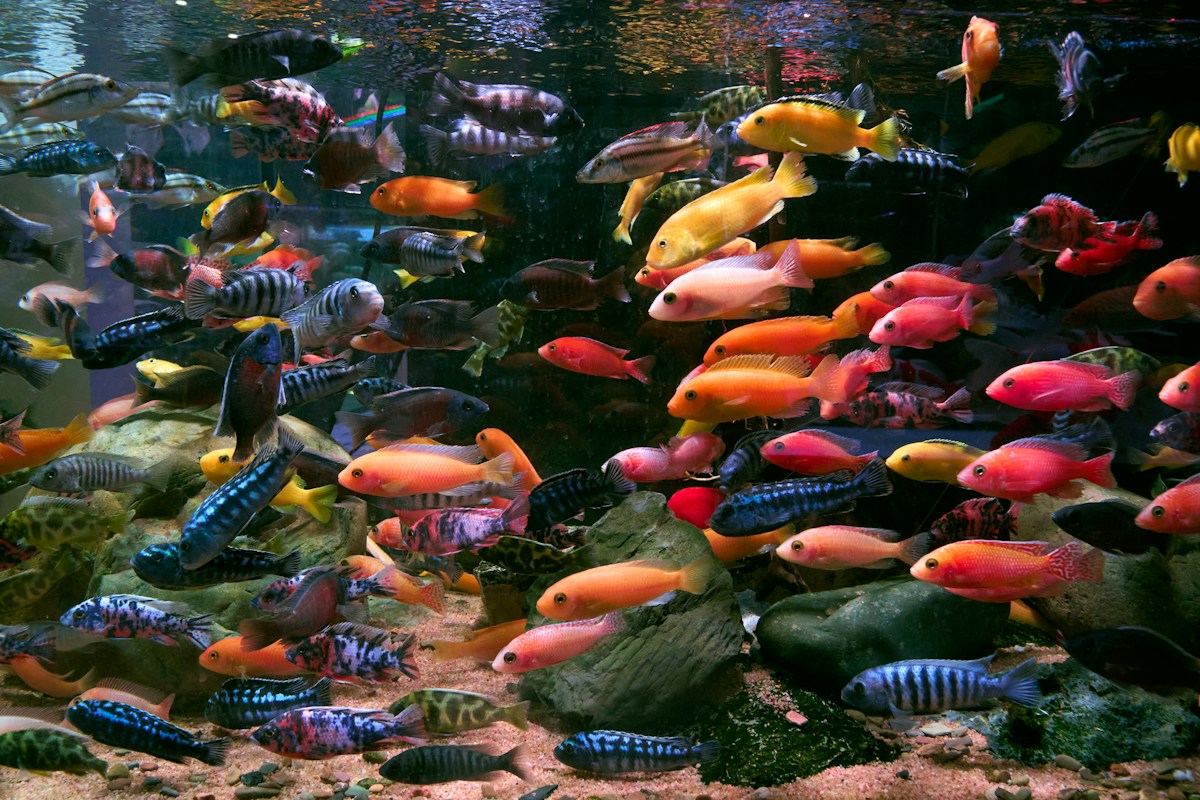 Bunte Fische in einem Aquarium