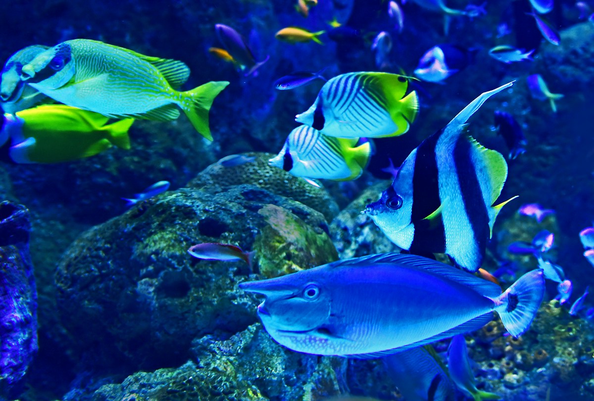 Meerwasserfische zwischen Korallen